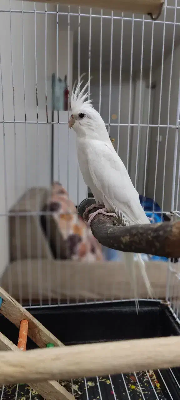 عروس آلبینو|پرنده|تهران, دولاب|دیوار