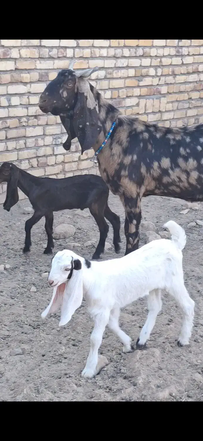 3راس بزغاله ماده گوش بلند|حیوانات مزرعه|ملکآباد, |دیوار