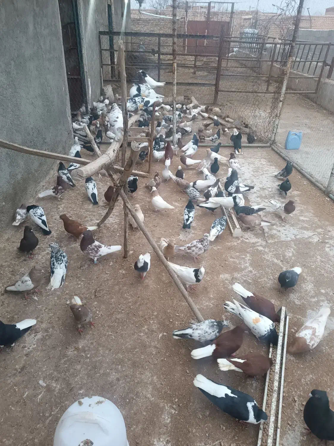 پرنده رنگی|پرنده|فاروج, |دیوار