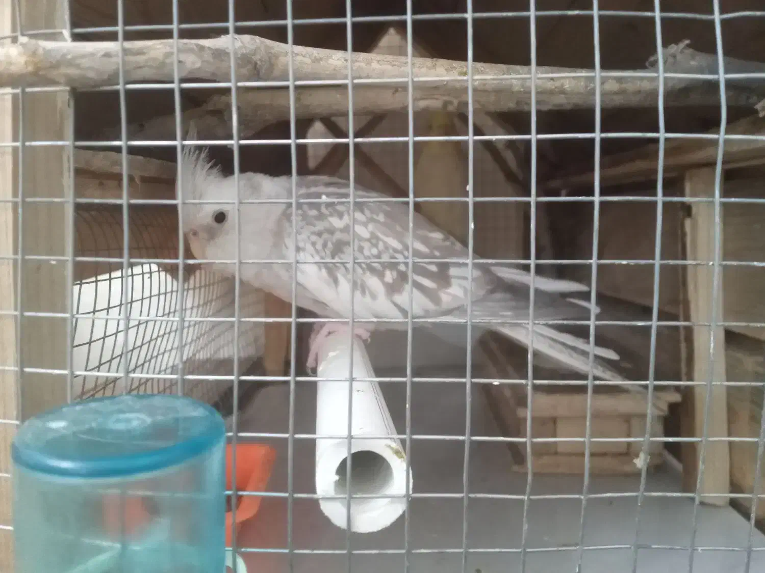 فروش و یا|حیوانات مزرعه|بندرعباس, |دیوار