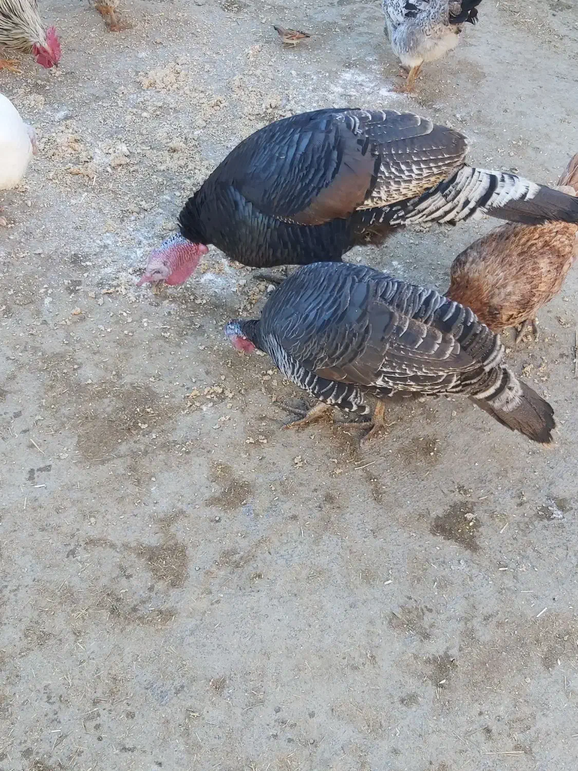 بوقلمون نروماده|حیوانات مزرعه|بروجرد, |دیوار