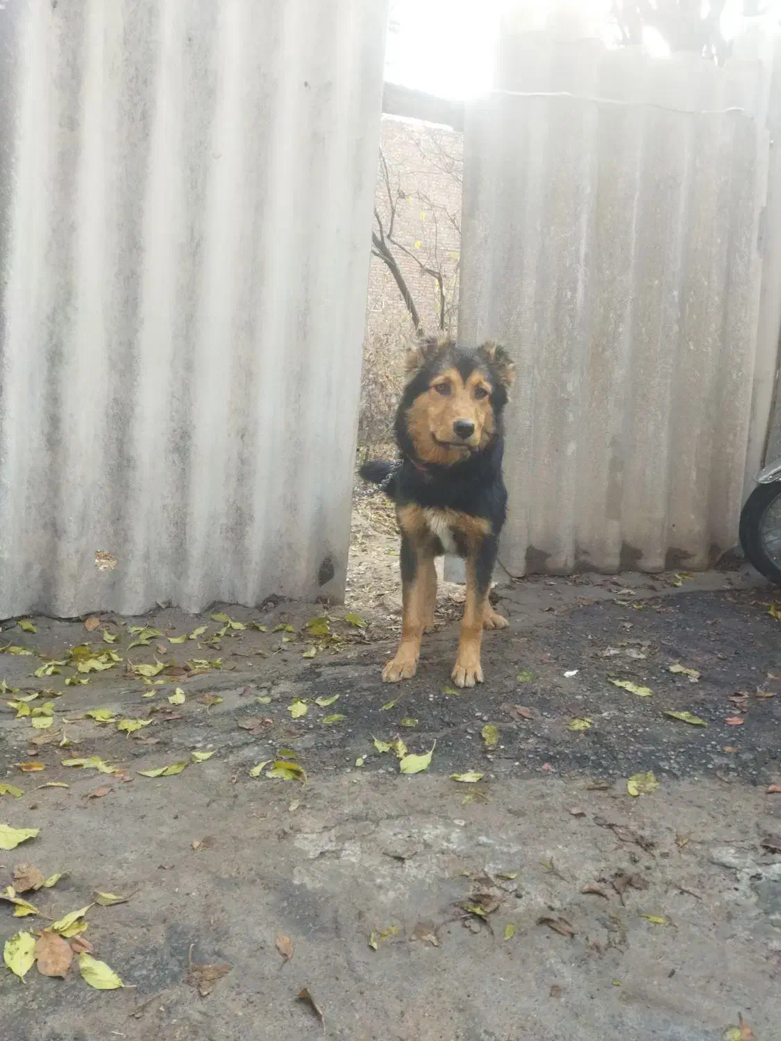 سگ ژرمن|سگ|تبریز, |دیوار