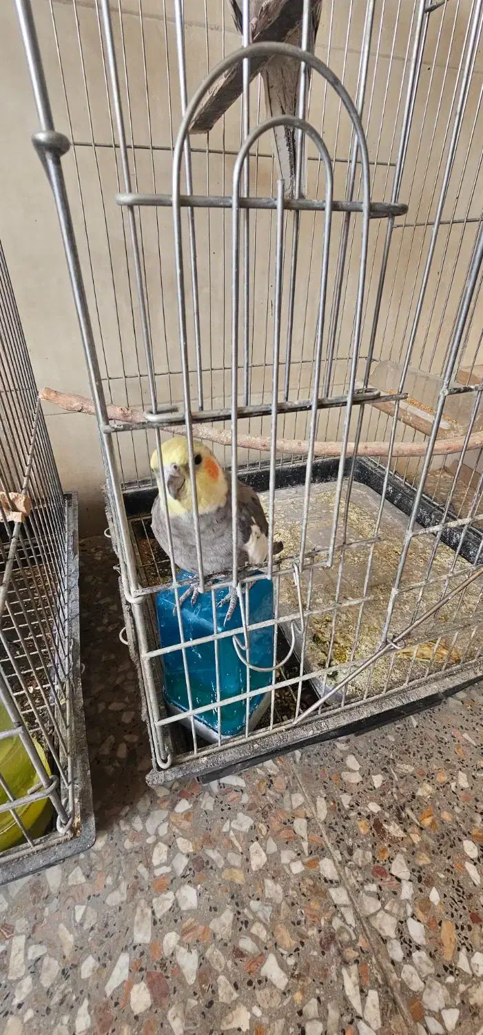 عروس هلندی نر و ماده|پرنده|فلاورجان, |دیوار