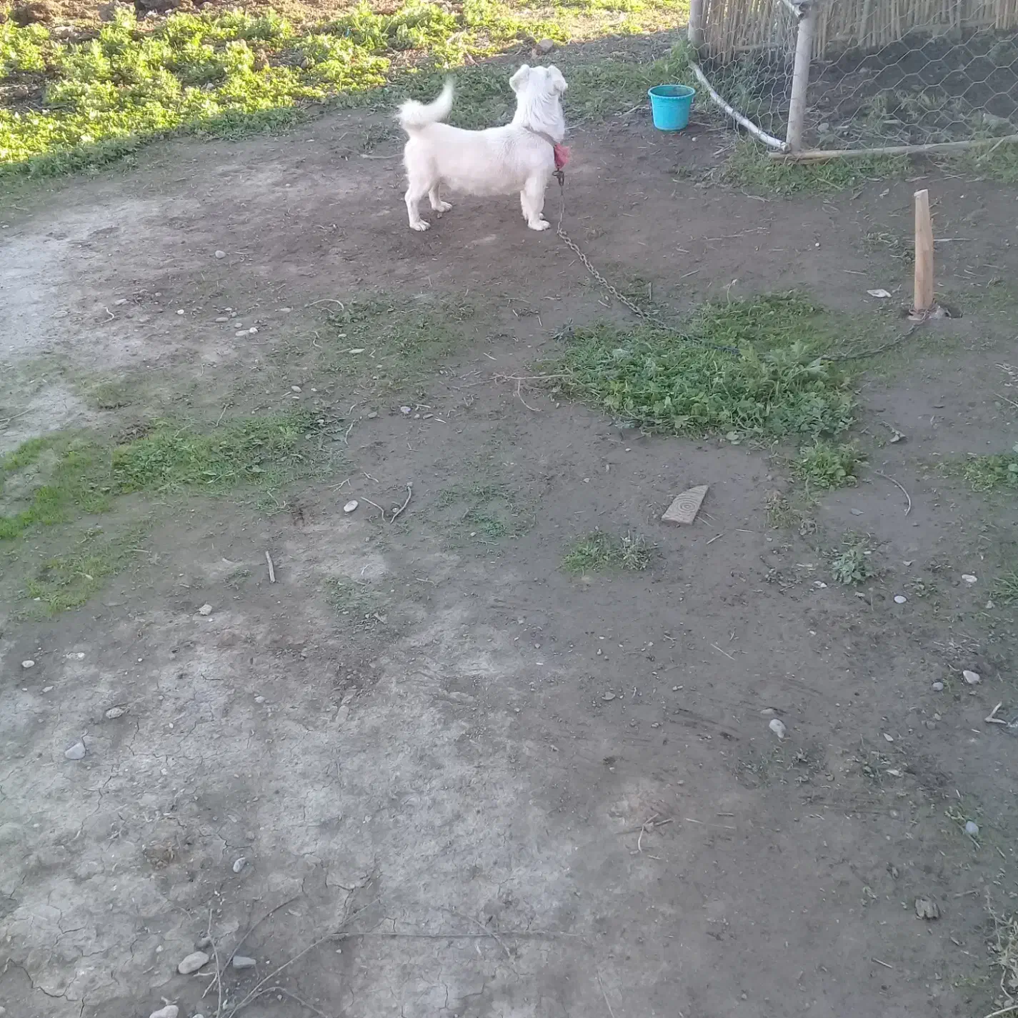 سگ پاکوتاه|سگ|تاتار علیا, |دیوار