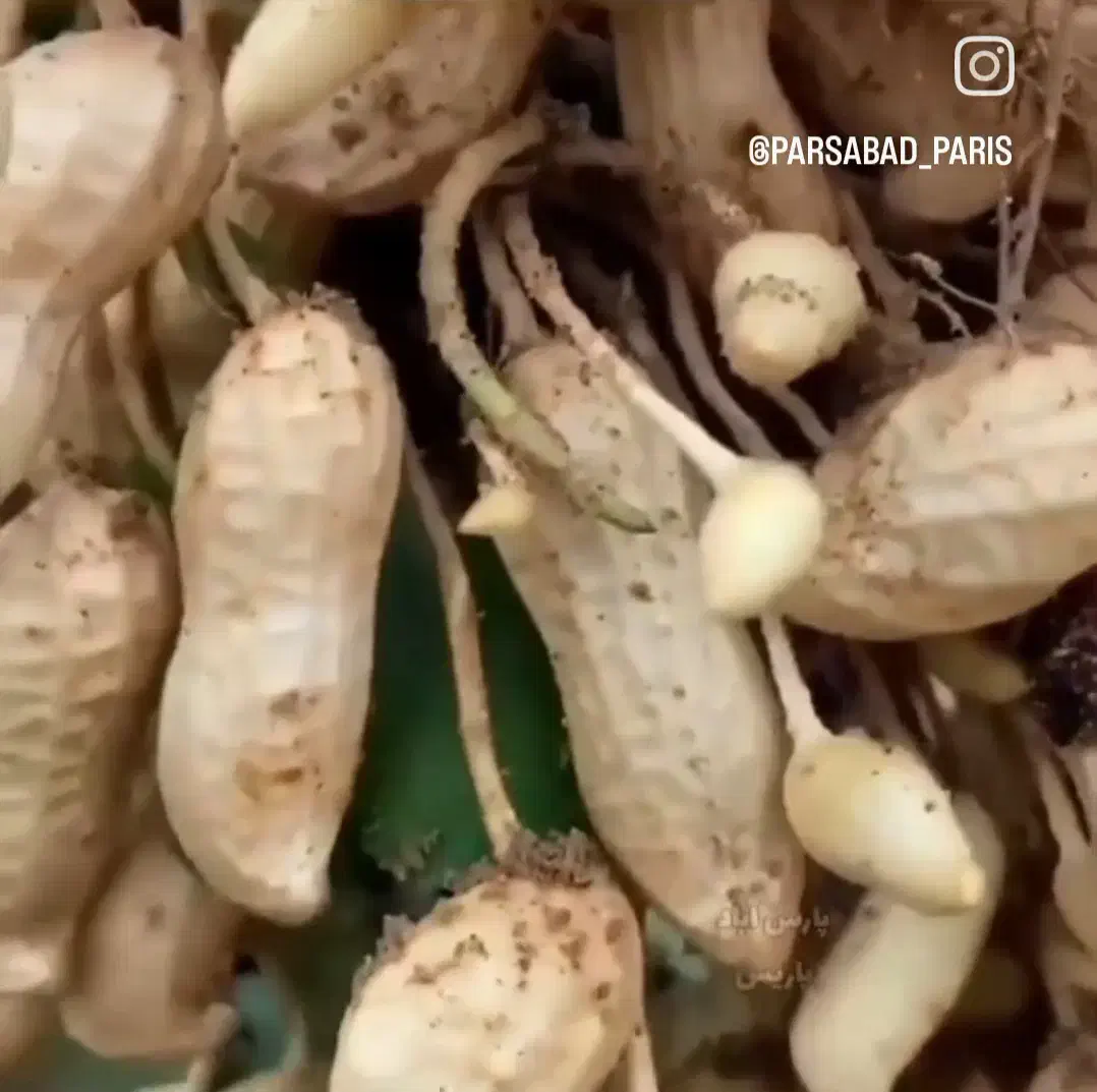 بادام|خوردنی و آشامیدنی|تهران, زعفرانیه|دیوار