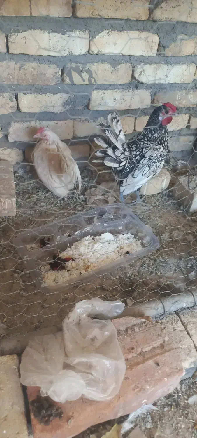 خروس و مرغ مینیاتوری|حیوانات مزرعه|یزد, |دیوار
