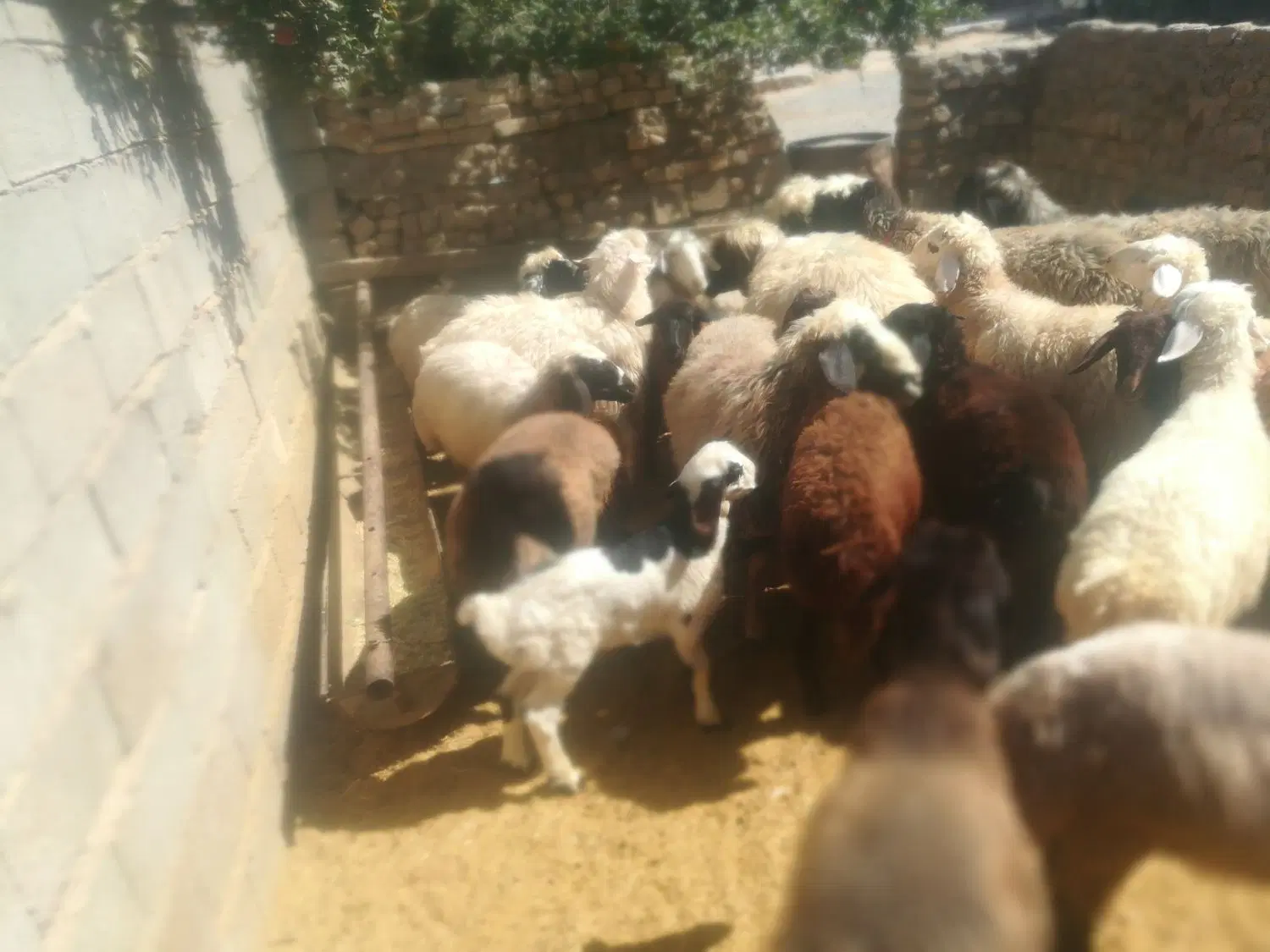 بره|حیوانات مزرعه|مرودشت, ثبت احوال|دیوار