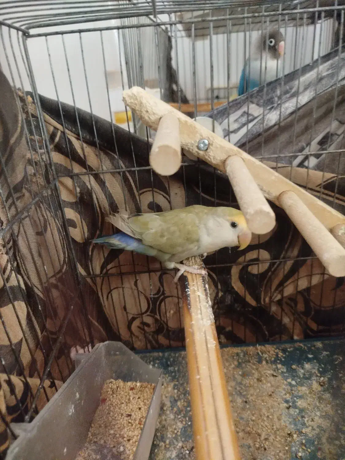 کوتوله ماده|پرنده|قم, انسجام|دیوار