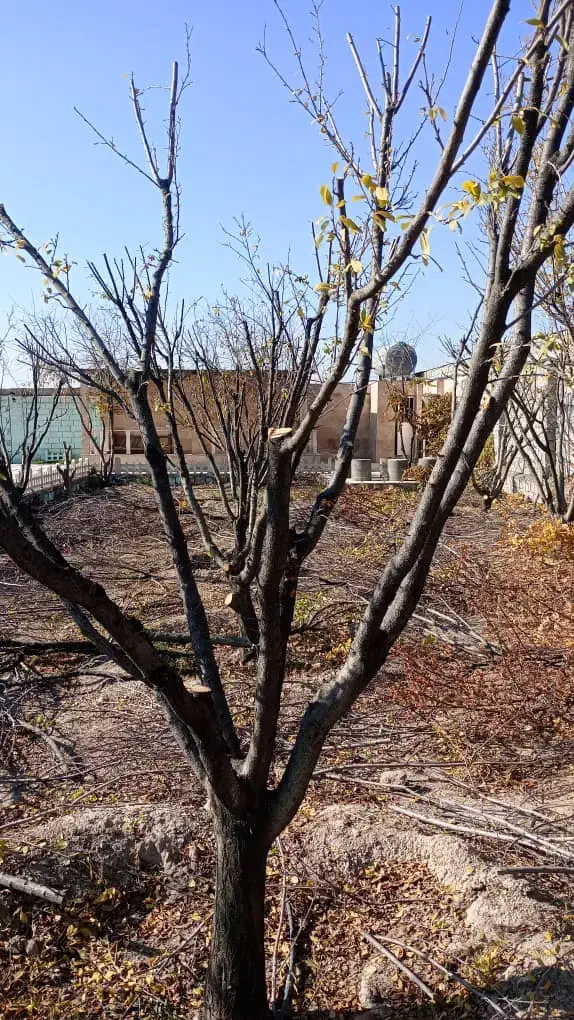 هرس درختان میوه وزینتی|خدمات باغبانی و درختکاری|شهریار, شهریار|دیوار