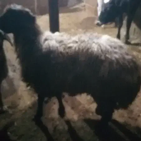 قوچ دوساله|حیوانات مزرعه|ارشق, |دیوار