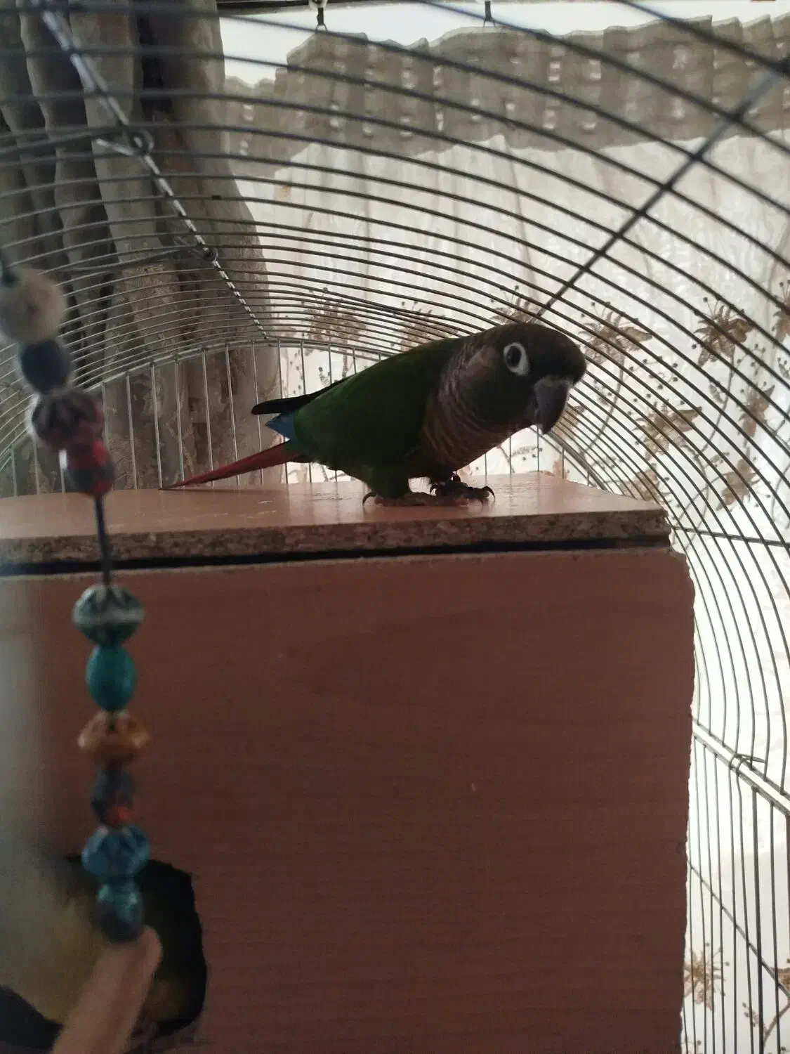 فروش عروس هلندی جفت گرینچی|پرنده|تهران, علم و صنعت|دیوار