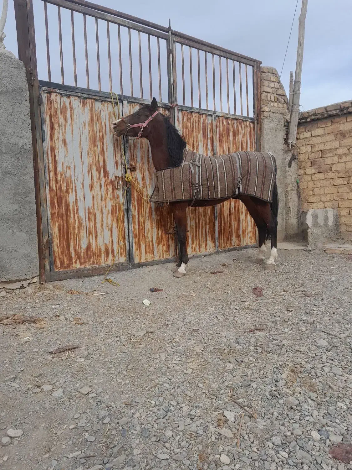 اسب نریان|اسب و تجهیزات اسب‌سواری|تهران, جنت‌آباد مرکزی|دیوار