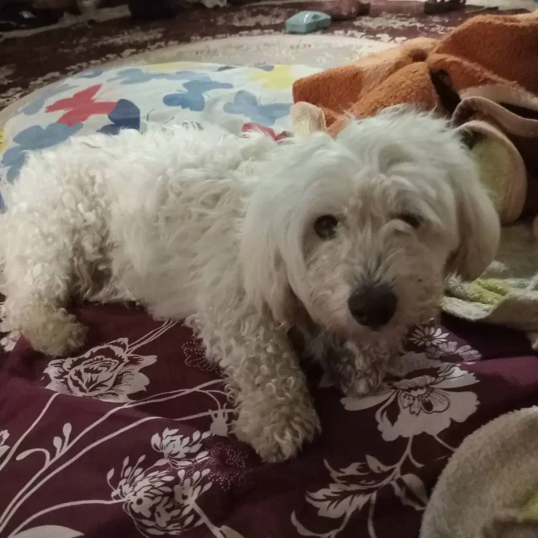 سگ نره دوساله برای نگه جای نگه دارشوندارم|سگ|مشگین شهر, |دیوار