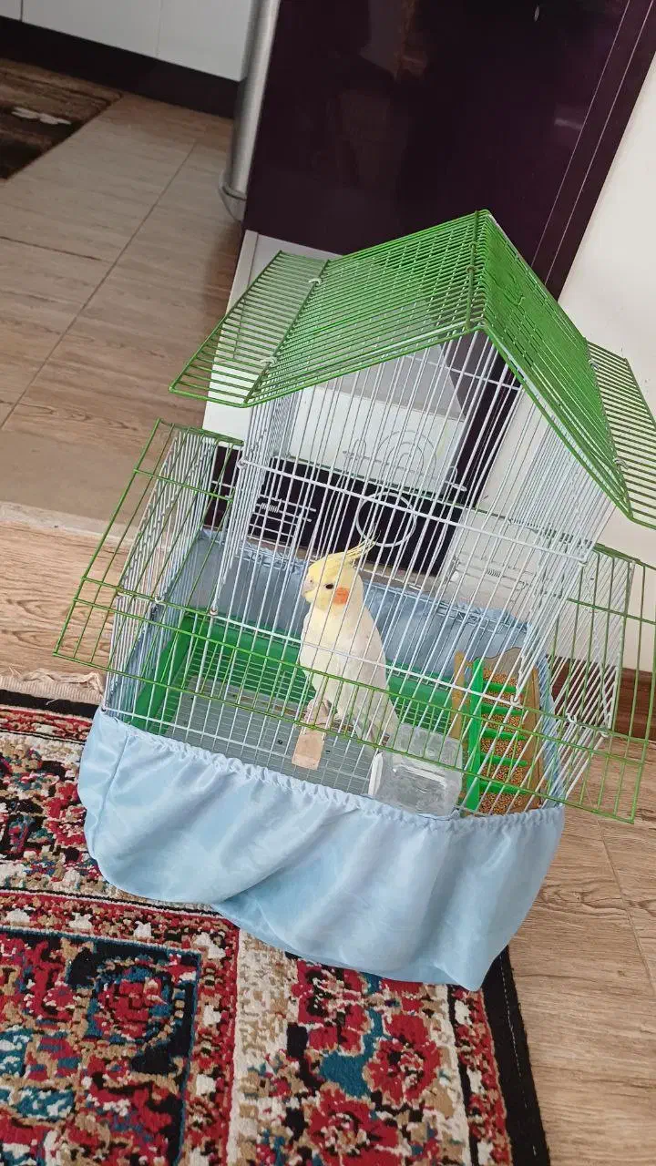 قفس عروس هلندی و مرغ عشق|لوازم جانبی حیوانات|صوفیان, |دیوار