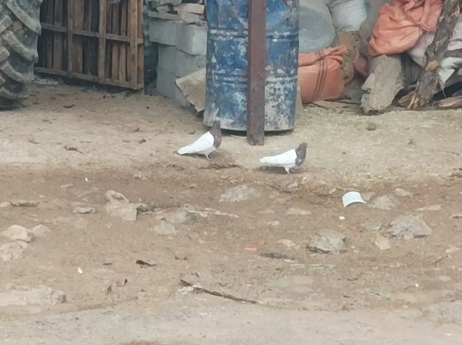 کبوتر کله ای|پرنده|بیرانوند, |دیوار