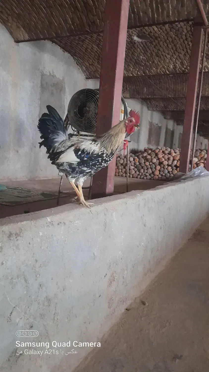 خروس لری|حیوانات مزرعه|بروجرد, |دیوار