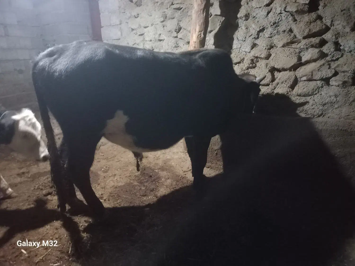 گوساله نر|حیوانات مزرعه|حسین آباد, |دیوار