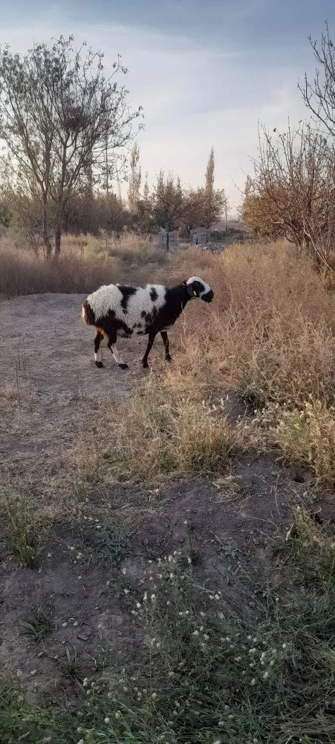 ۵ عدد میش اوستن|حیوانات مزرعه|راین, |دیوار