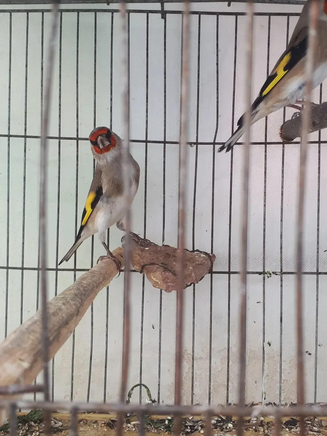 سهره نر|پرنده|بجنورد, |دیوار