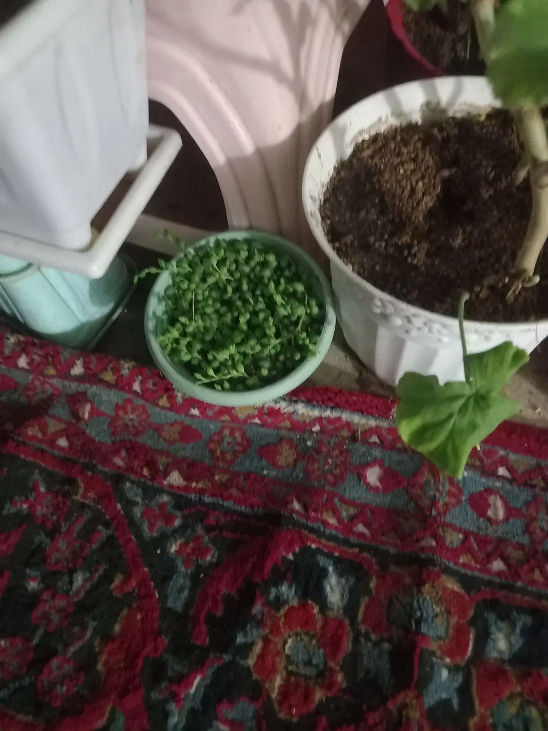 فروشی|گل و گیاه طبیعی|مشهد, شهرک امام هادی (شهرک غرب)|دیوار