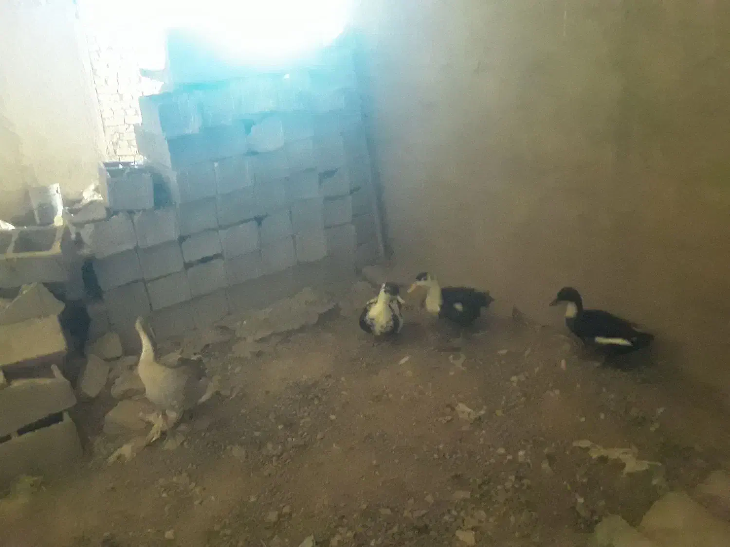 تعدادی خروس و اردک و غاز|حیوانات مزرعه|جوادآباد, |دیوار
