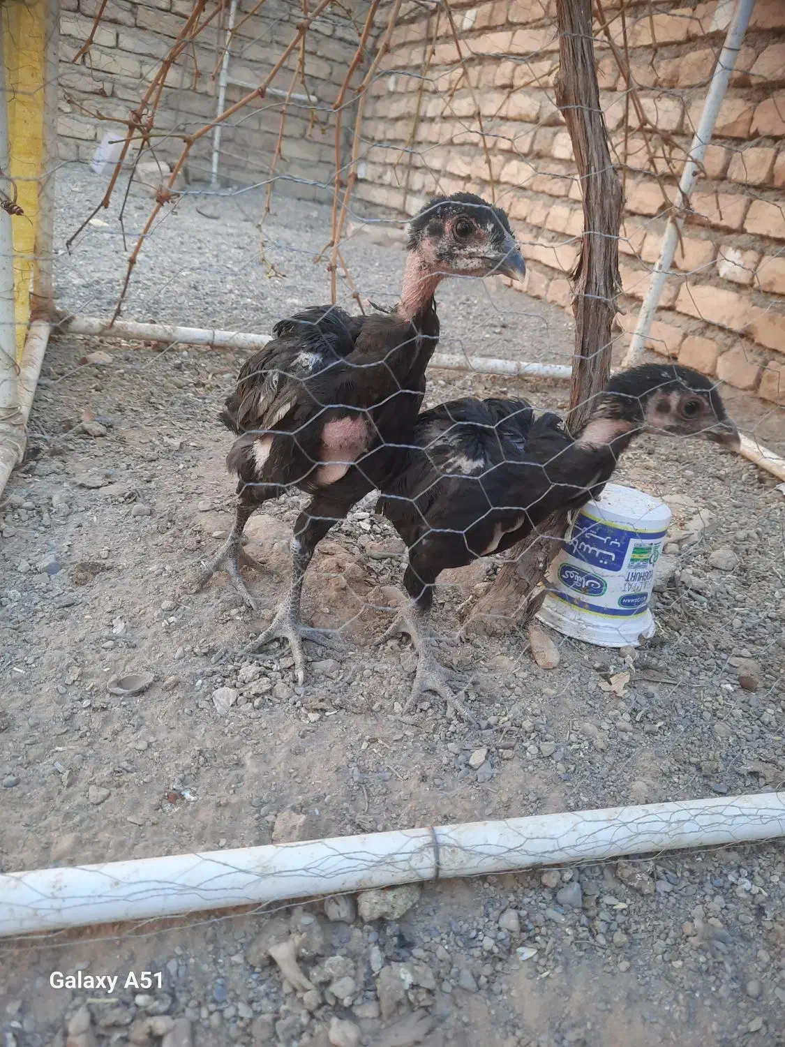جوجه لاری و مرغ|حیوانات مزرعه|شهرآباد, |دیوار