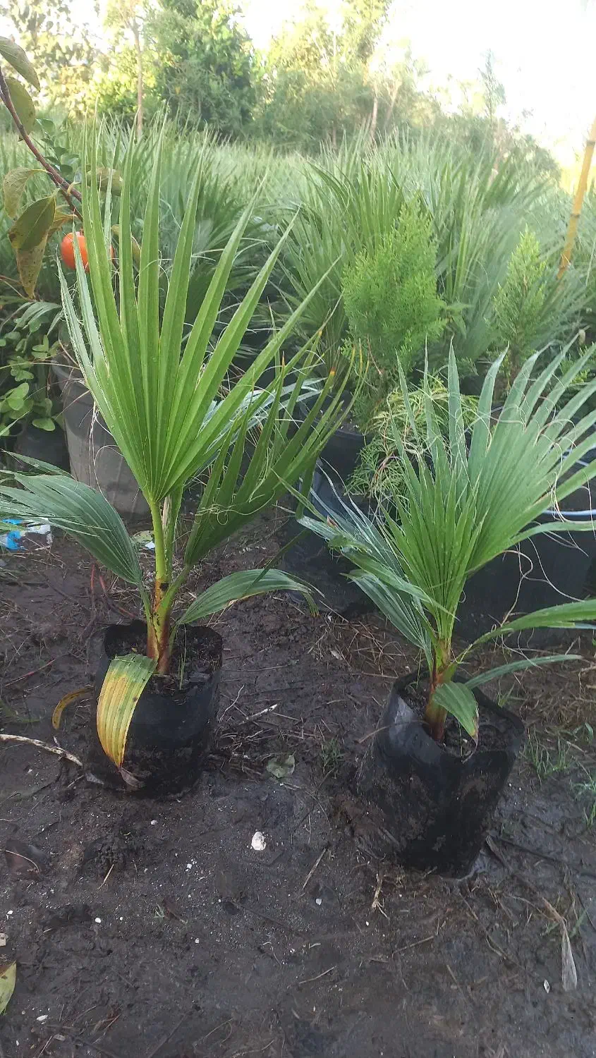 پالم|گل و گیاه طبیعی|آستارا, |دیوار