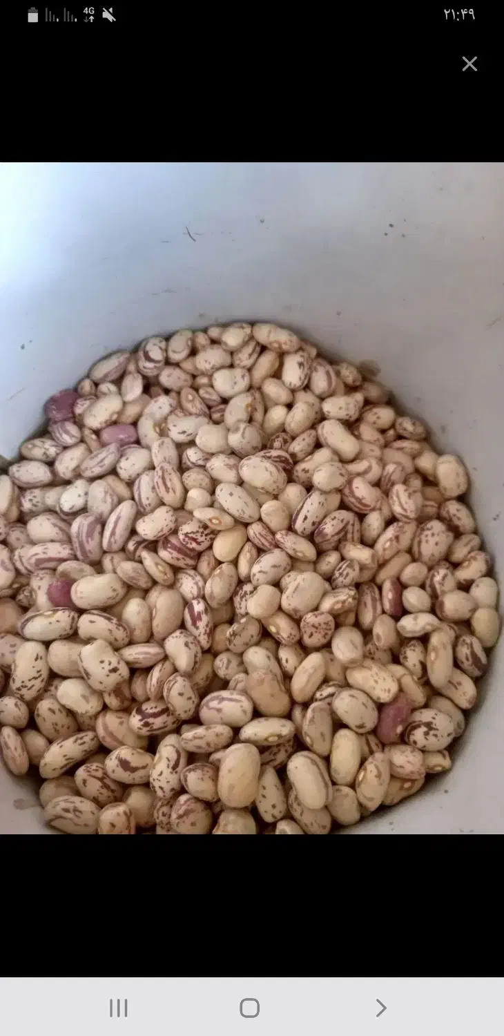 فروش ۳۰۰ کیلو لوبیا|خوردنی و آشامیدنی|سرشیو, |دیوار