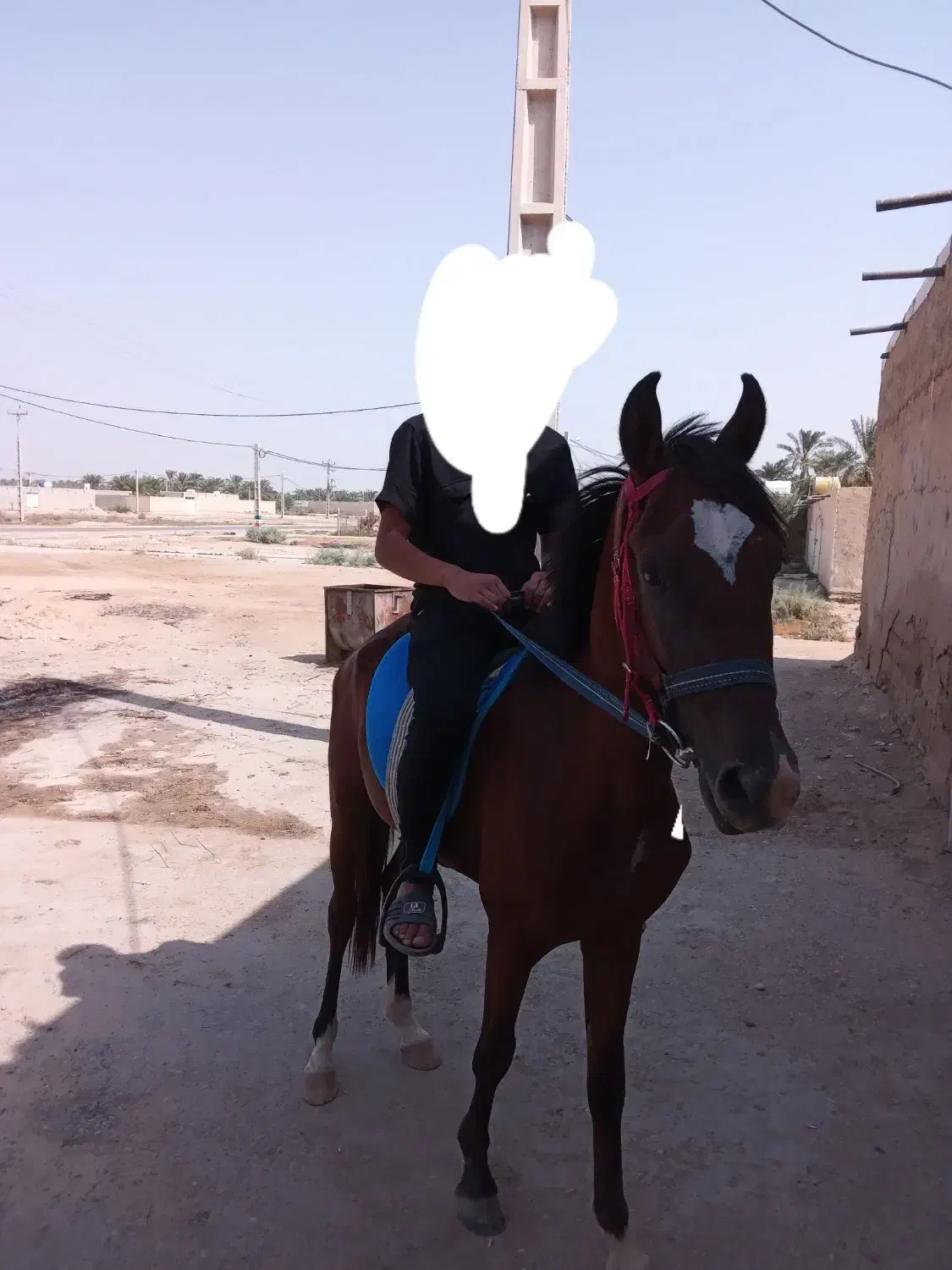 شادگان|اسب و تجهیزات اسب‌سواری|شادگان, |دیوار