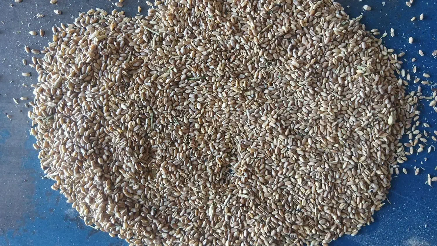 گندم|عمده‌فروشی|جلگه رخ, |دیوار