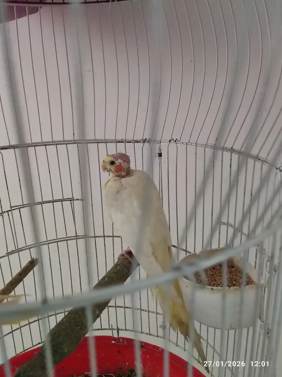 عروس هلندی لتینیو|پرنده|چمران, |دیوار