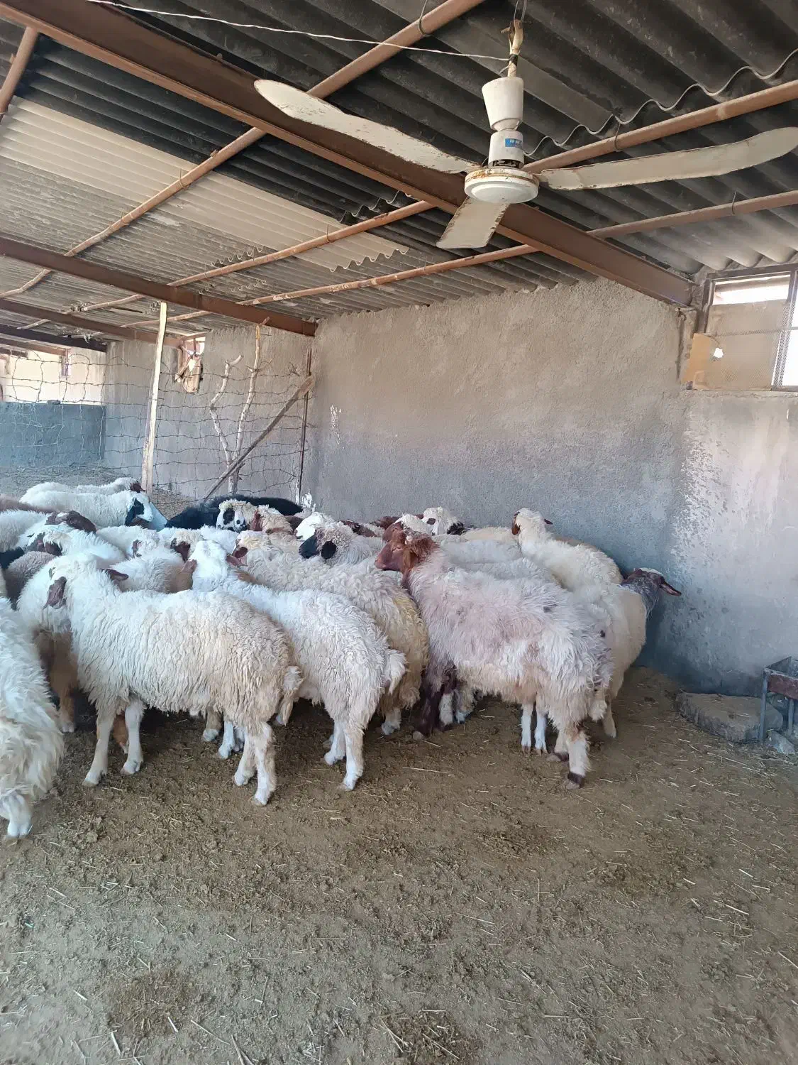 بره نر|حیوانات مزرعه|چرداول, |دیوار