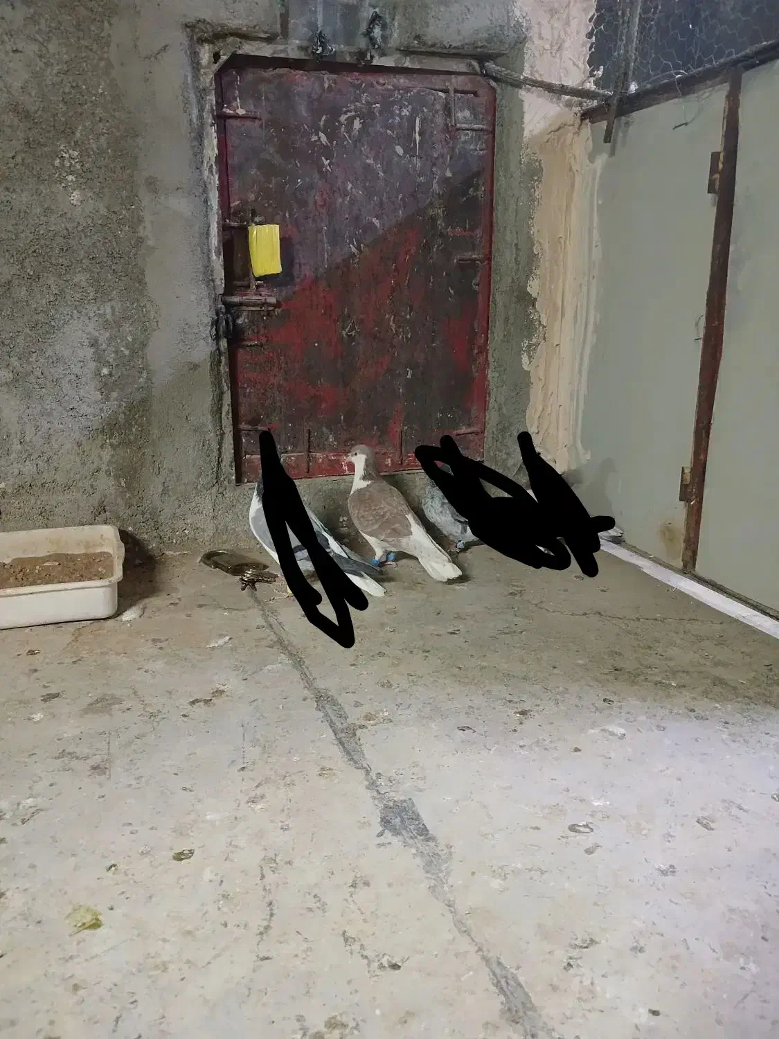 کبوتر پرشی|پرنده|نیشابور, شهید بهشتی|دیوار