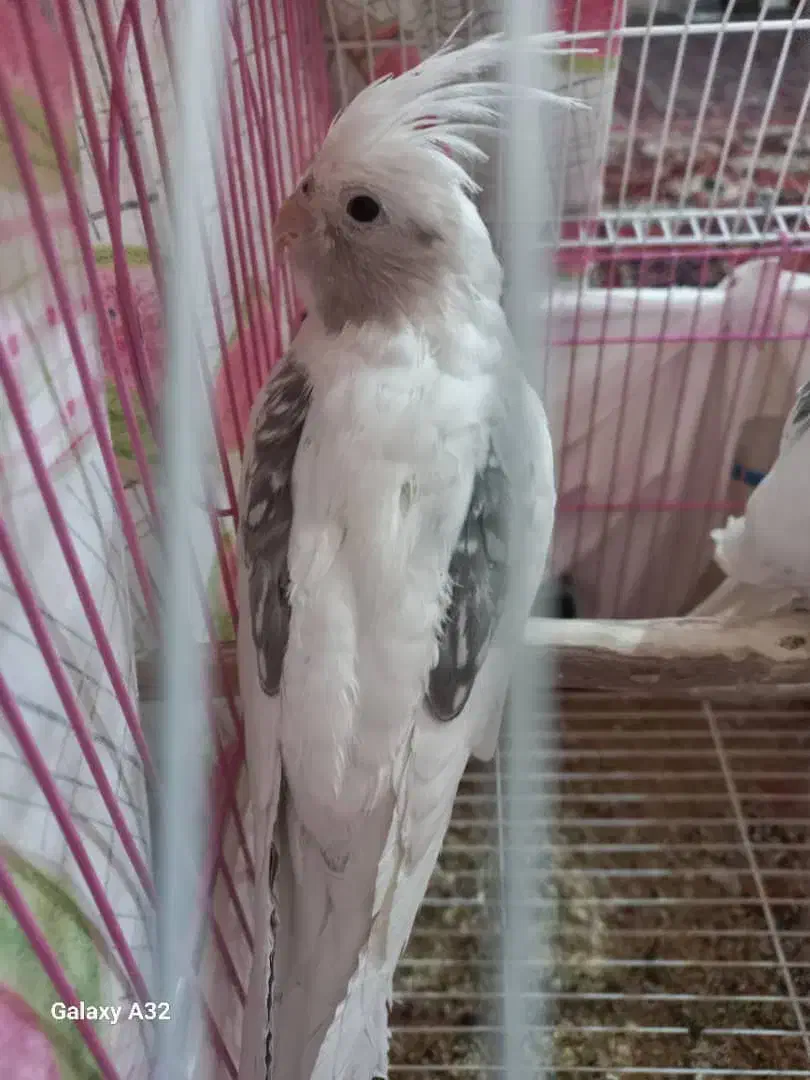 ۳ عدد عروس هلندی آلبینو|پرنده|شهرکرد, |دیوار