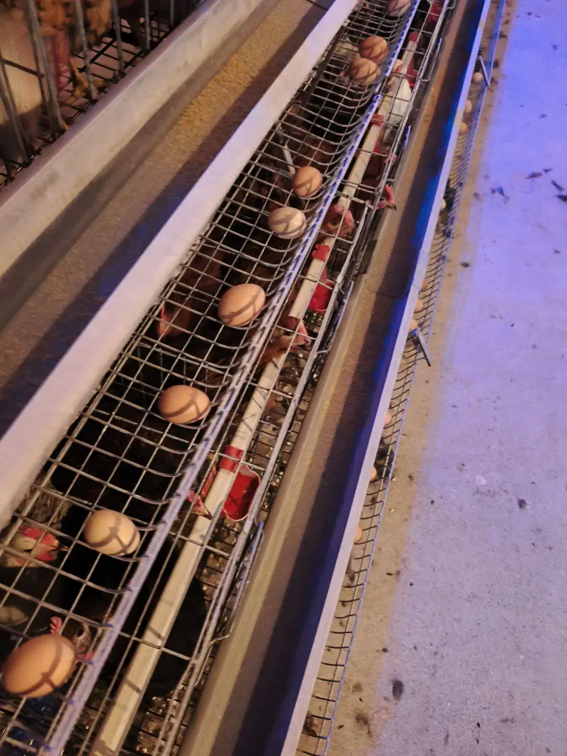 تخم‌مرغ محلی ارگانیک گلپایگان|خوردنی و آشامیدنی|مشهد, صیاد شیرازی|دیوار