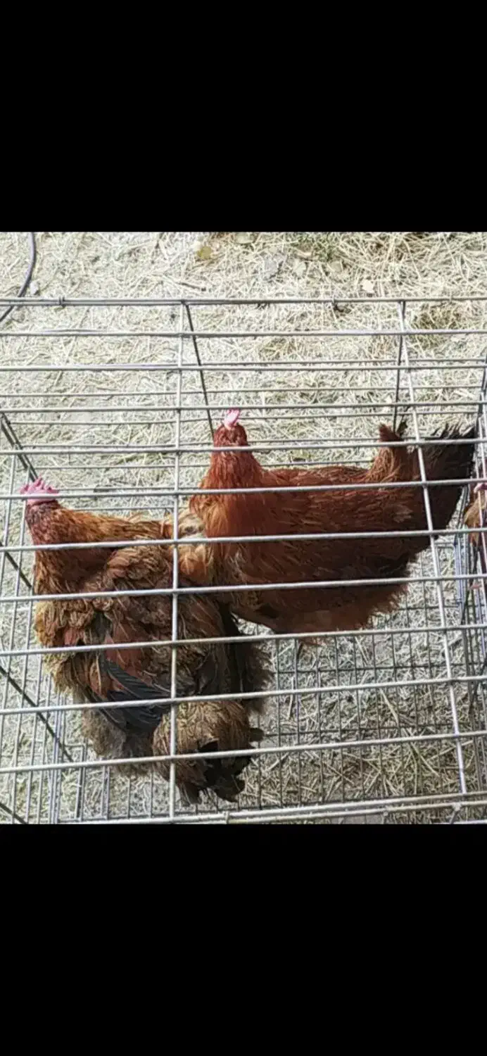 مرغ تخم گذار|حیوانات مزرعه|رفسنجان, |دیوار