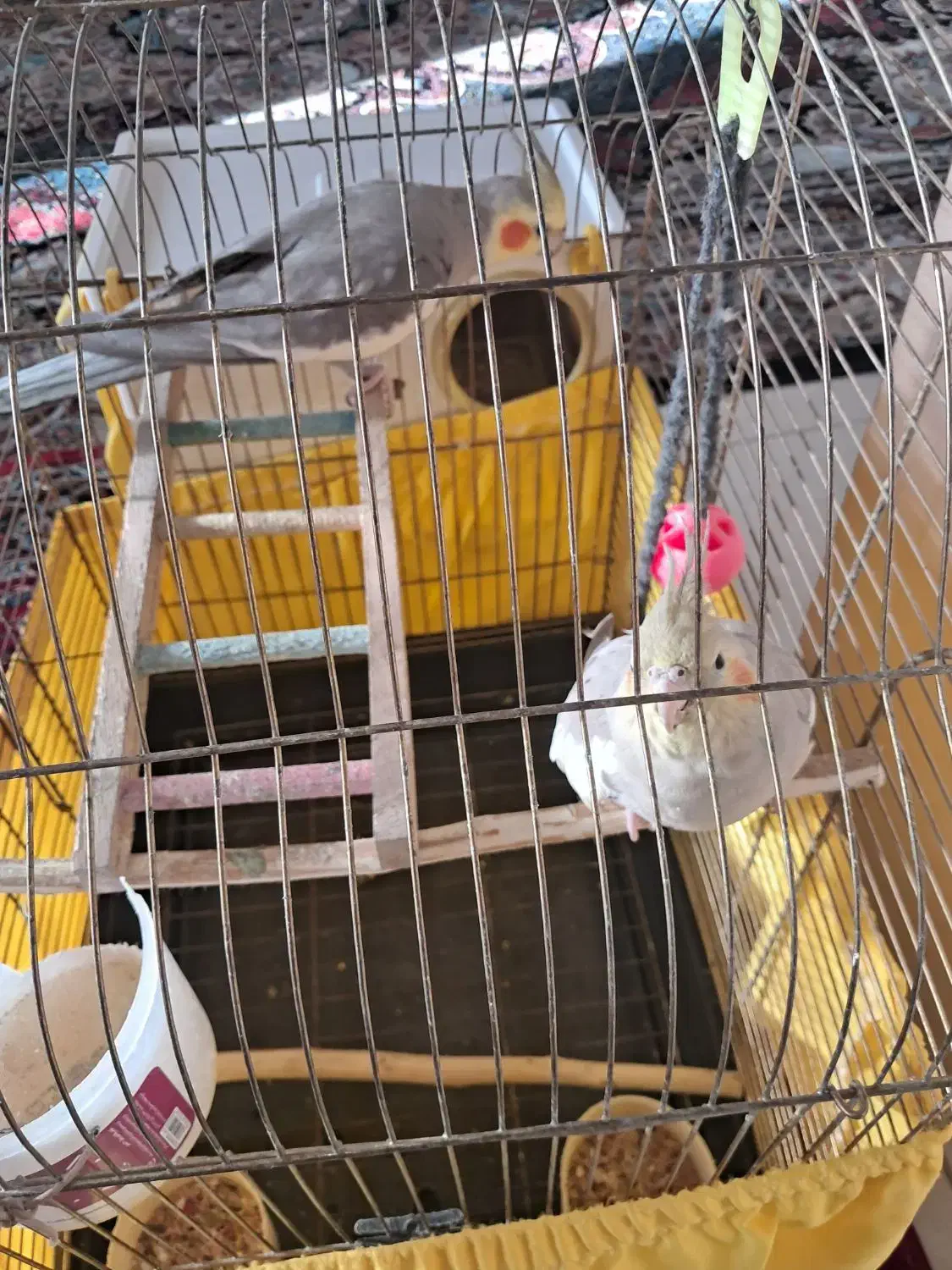 عروس هلندی|پرنده|تهران, بروجردی|دیوار