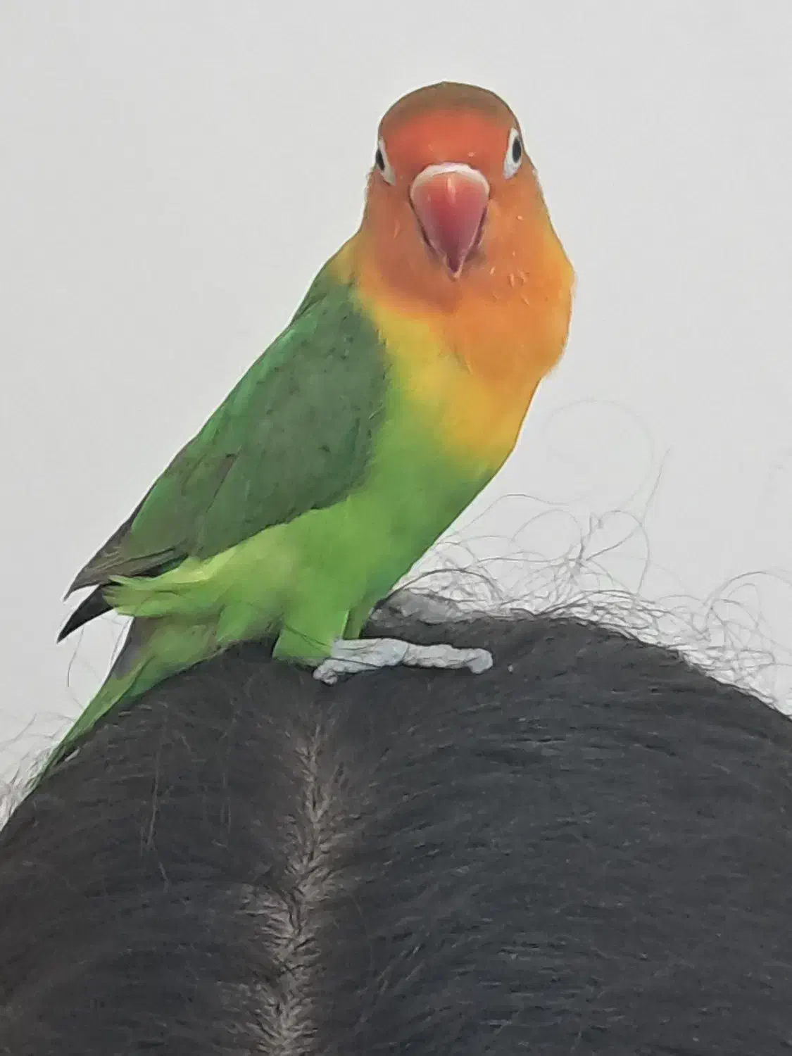 فروش طوطی برزیلی|پرنده|تهران, زرکش|دیوار