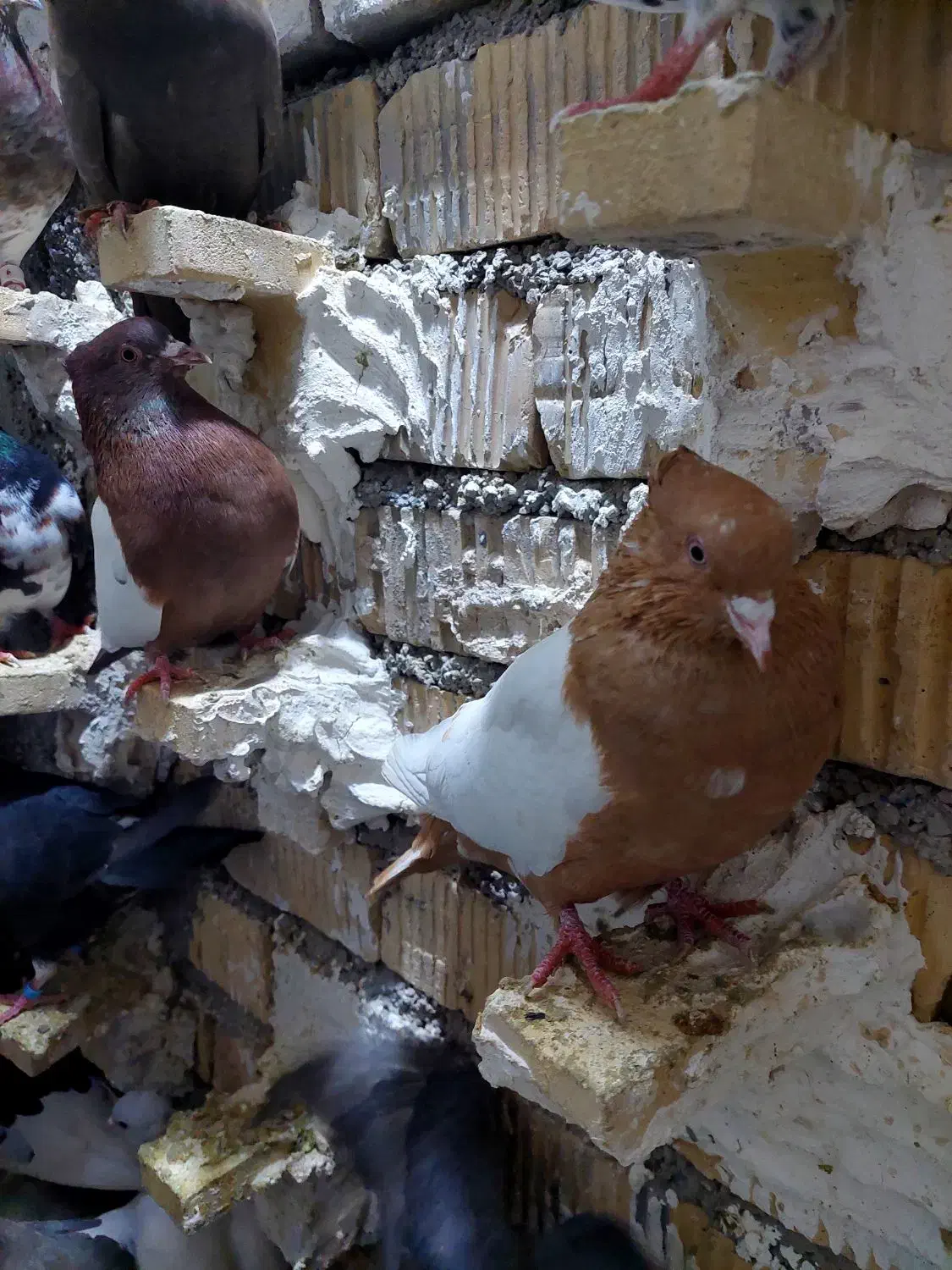 کفتر سینه زرد|پرنده|شیراز, کوشک میدان|دیوار