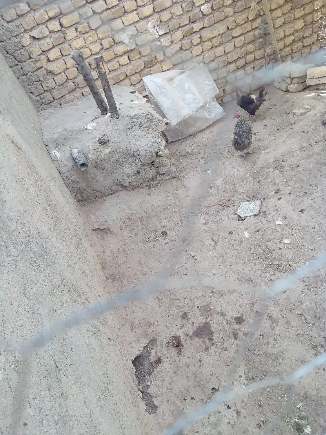 مرغ تخمگذار|حیوانات مزرعه|دشتابی, |دیوار