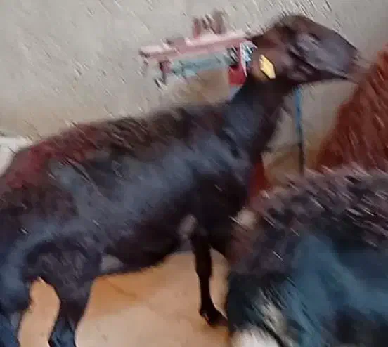 میش قزل افشار|حیوانات مزرعه|زارچ, |دیوار