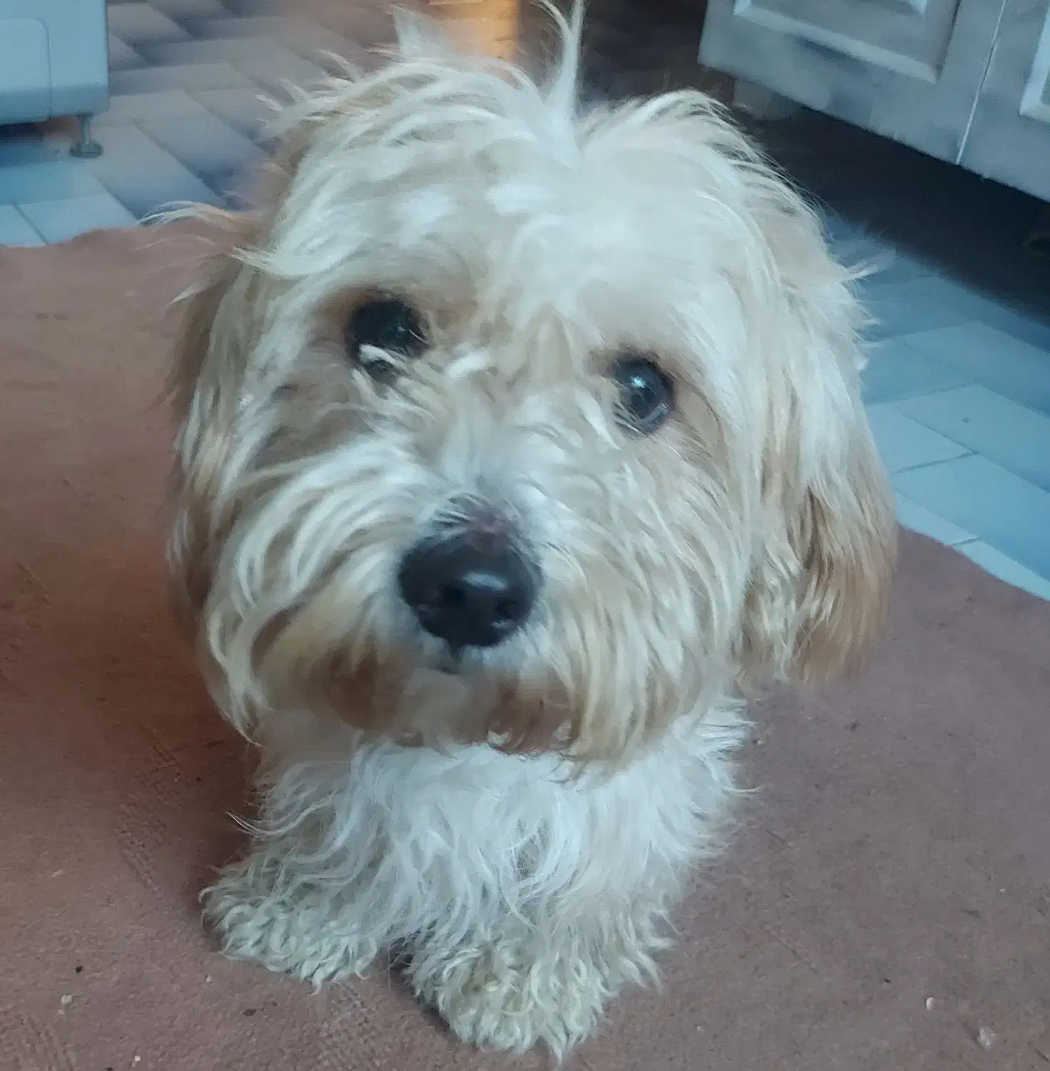 سگ شیتزو|سگ|اردبیل, |دیوار