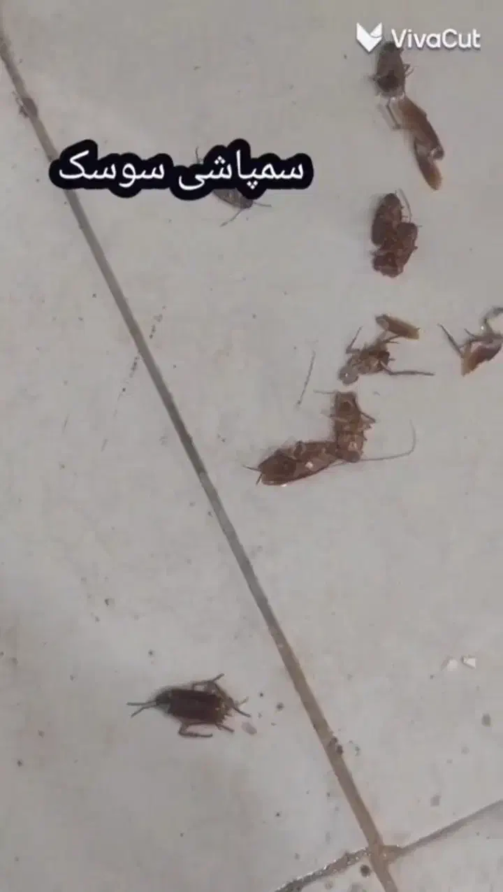 سمپاشی ساس سوسک کنه موریانه موش مورچه صددرصدتضمینی|خدمات نظافت|مشهد, توس (بلوار توس)|دیوار