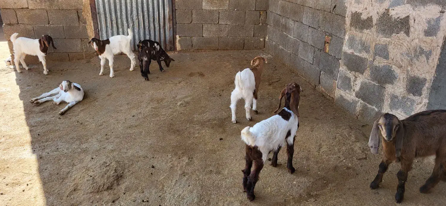 بز و بزغاله|حیوانات مزرعه|دینور, |دیوار