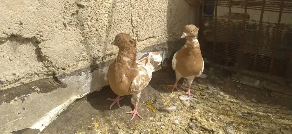 کبوتر بهبهانی|پرنده|زرین دشت (فارس), |دیوار