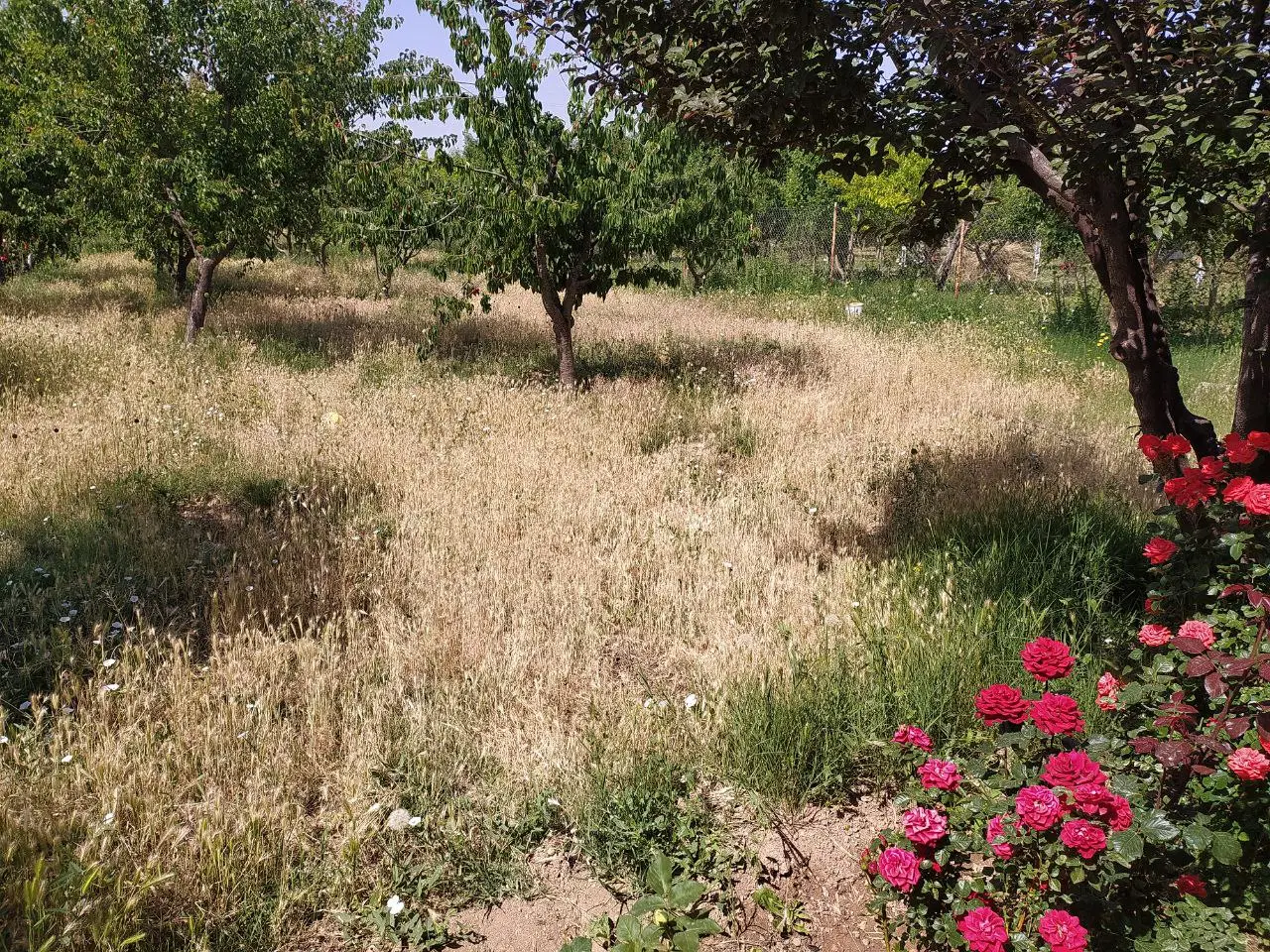 علف زنی|خدمات باغبانی و درختکاری|زنجان, |دیوار