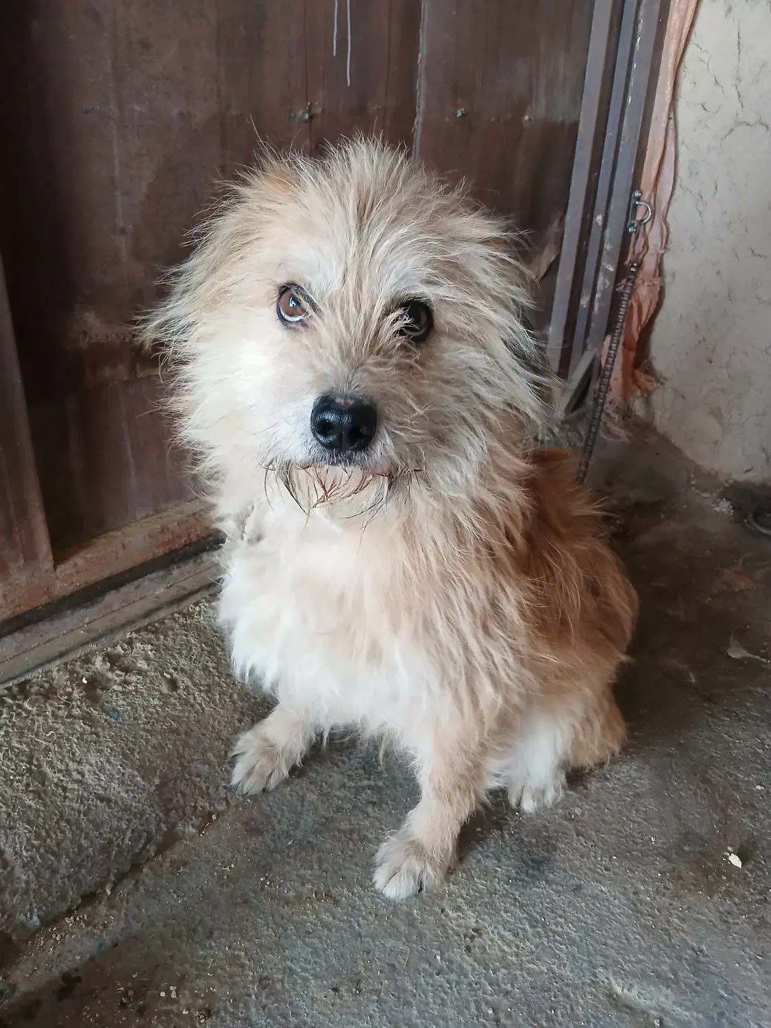 سگ شوتیز|سگ|کرفتو, |دیوار