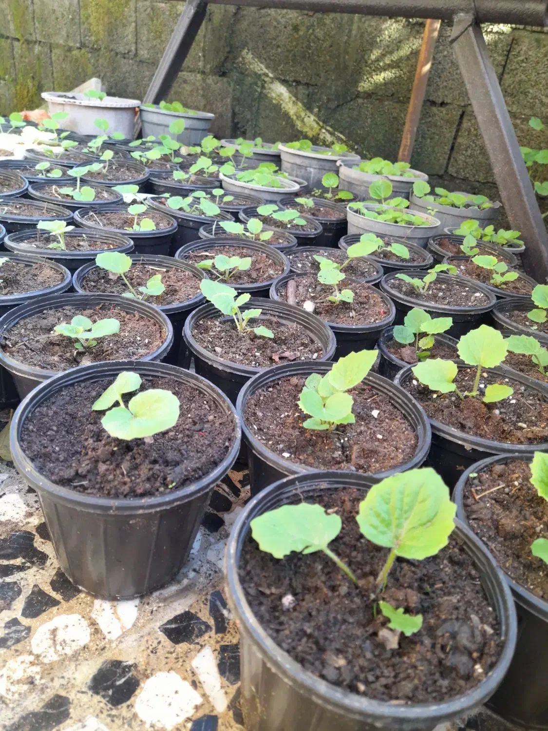 گل سینره|گل و گیاه طبیعی|تالش, طولارود|دیوار