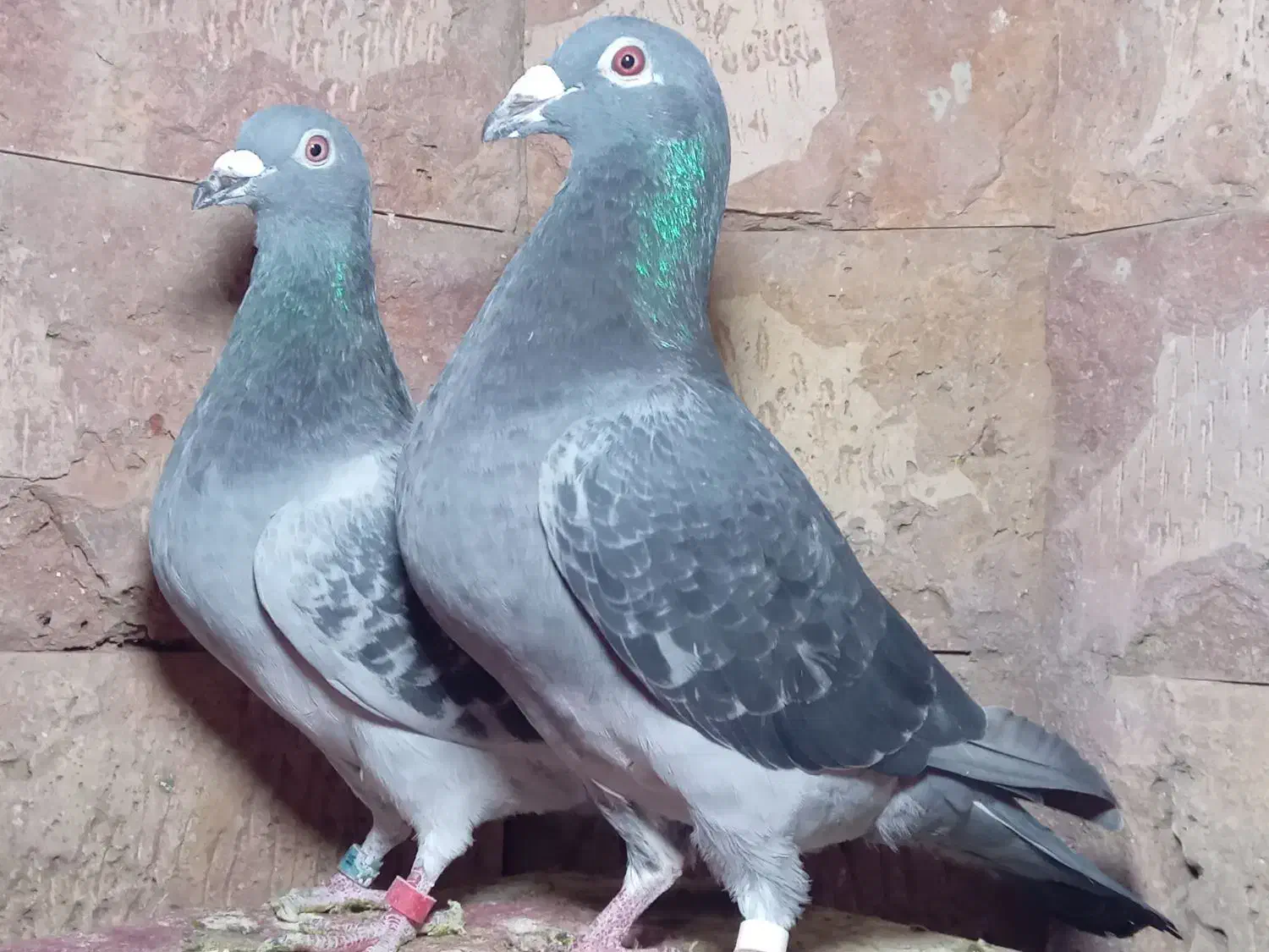 کبوتر مسافتی|پرنده|مشهد, آزادشهر|دیوار