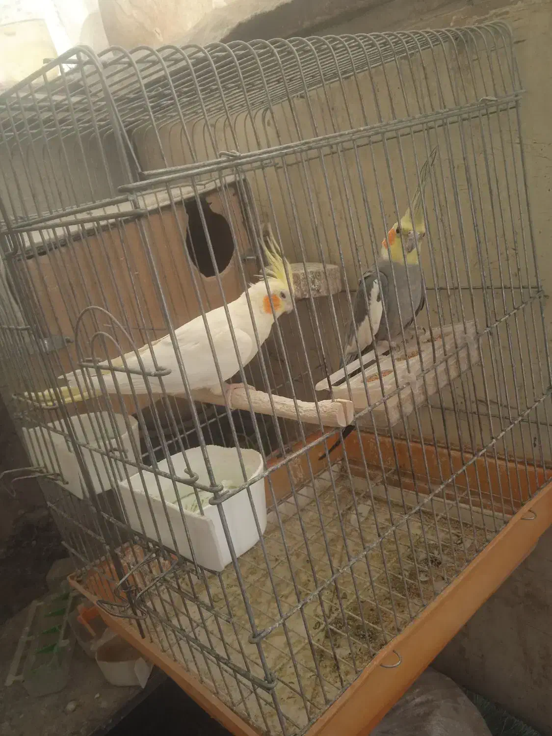 یک جفت عروس هلندی مولد وکارداده|پرنده|تهران, قصر فیروزه ۲|دیوار